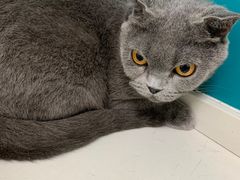 -乖乖宠物医院·猫科·急重症中心(车站北路分院)