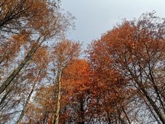 -四海公园(南山区)