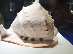 -贝壳王国博物馆