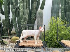 -自由生长植物工作室(深港花卉中心店)