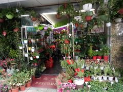-溪岸路花鸟市场