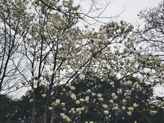 -无锡梅园公园
