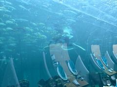 -海棠湾洲际-涛·海底餐厅·美人鱼·自助餐·海底隧道