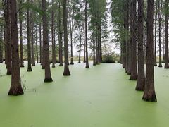 -渌洋湖湿地公园