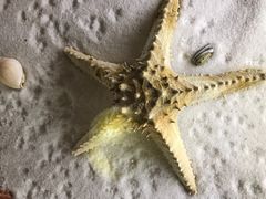 -青岛贝壳博物馆