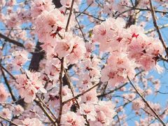 -桃花堤公园
