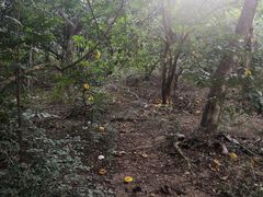 -燕晗山郊野公园