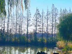 -上海长兴岛郊野公园