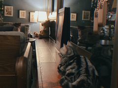 -咖法森林·咖啡  酒吧(天河店)