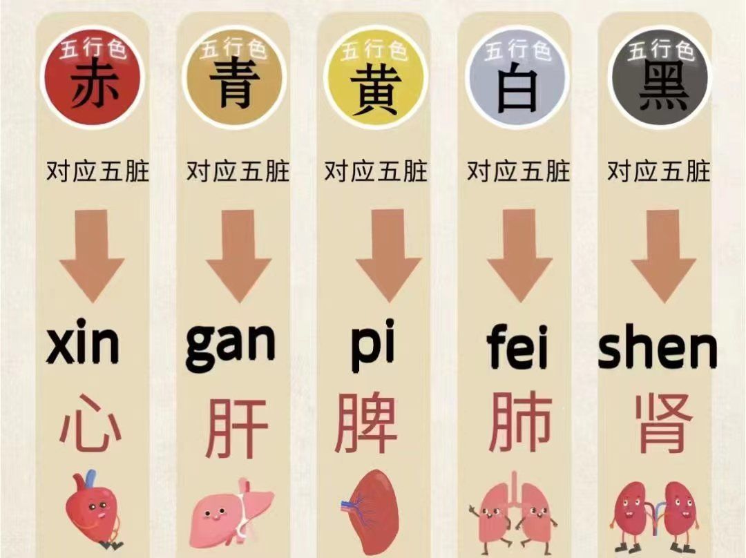 心肝脾肺肾的秘密