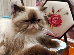 -猫小院猫主题咖啡厅(北锣店)