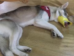 -Husky Go! 哈士奇体验馆·宠物咖啡厅狗咖