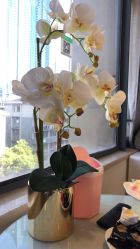 -MIVI野生眉纹绣纹眉