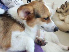 -怪兽屋·羊驼·猫咖·狗咖(俊华广场店)