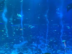 -新加坡海洋生态馆