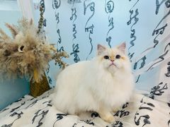 -爱洗澡的猫(望京店)