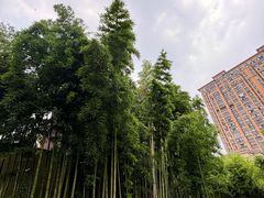 -陈家山荷花公园