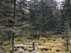 -汤旺河林海奇石景区