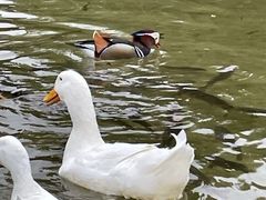 -丽江悦榕庄酒店-明月·雪山庭院餐厅