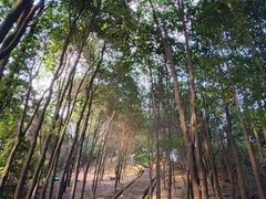 -火炉山森林公园