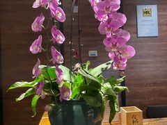 -松临·铁板烧&Omakase(神农店)