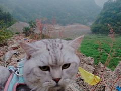 -朝阳沟
