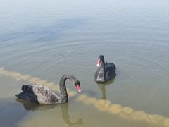 -盐城丹顶鹤湿地生态旅游区