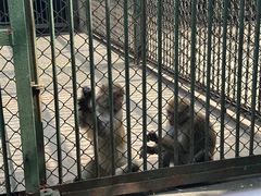 -合肥野生动物园