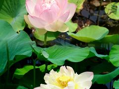 -荷塘月色湿地公园·向阳花洲