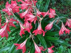 -亚龙湾国际玫瑰谷