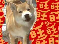 -申普宠物医院·心脏介入·心血管微创(总院)