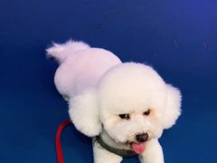-FAELING PETS美天灵宠物(富力广场店)