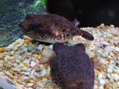 -上海海洋水族馆