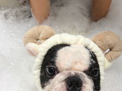 -Oh My Dog宠物沙龙(伊珊娜皮毛护理店)