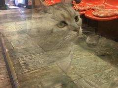 -猫咪博物馆(顶澳仔猫街店)