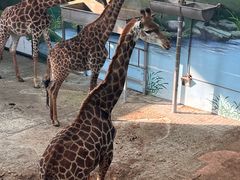 -西霞口神雕山野生动物世界