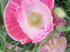 -前小桔亲子创意农场·草莓采摘·露营烧烤