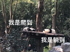 -成都大熊猫繁育研究基地