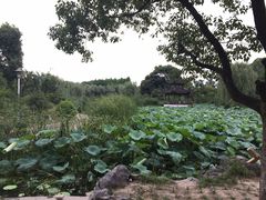 -花溪公园