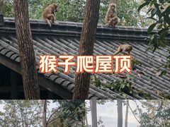 -千岛湖石林