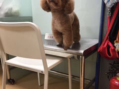 -瑞派·关忠动物医院·猫专科·犬专科(三环新城店)