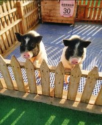 点击看大图 -萌宠亲子动物乐园(槐房万达店)