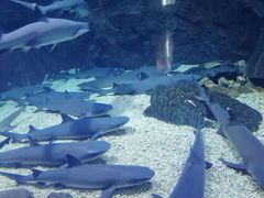 -烟台海昌鲸鲨海洋公园