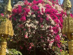 -品德宏·孔雀宴的发源地(金塔园店)