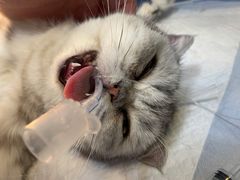 -伟伟宠物医院·瑞派猫友好医院·猫科(光谷店)