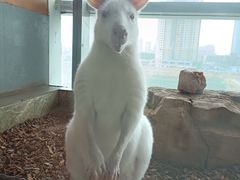 -昆明大悦城未来动物城(螺蛳湾中心店)