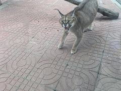 -西霞口神雕山野生动物世界