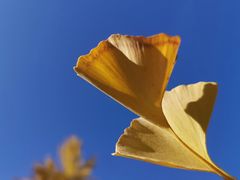 -三里屯东五街银杏大道
