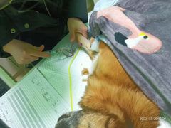 -圣宠动物医院·犬猫专科·影像中心·外科中心
