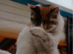 iphone_upload_pic-Sirena海妖日咖夜酒